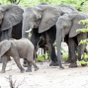 ZMB EAS SouthLuangwa 2016DEC09 KapaniLodge 008 : 2016, 2016 - African Adventures, Africa, Date, December, Eastern, Kapani Lodge, Mfuwe, Month, Places, South Luanga, Trips, Year, Zambia